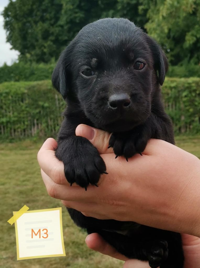 Des Adrilines d'Opale - Chiots disponibles - Labrador Retriever