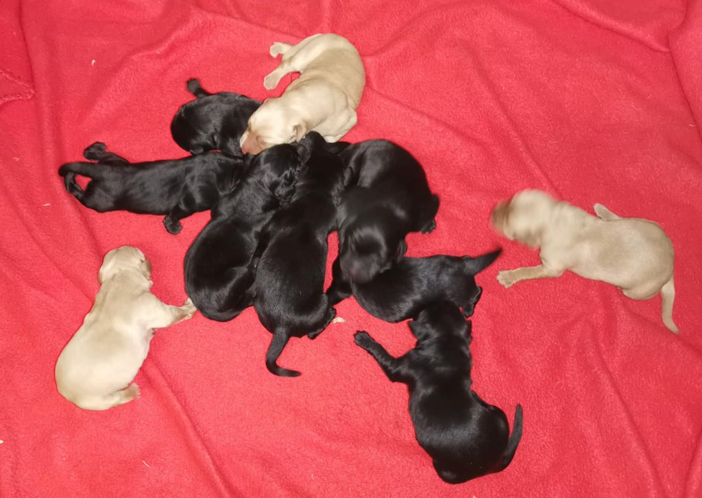 Des Adrilines d'Opale - Chiots disponibles - Labrador Retriever