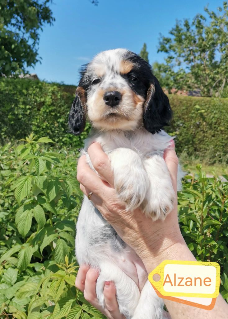 Des Adrilines d'Opale - Cocker Spaniel Anglais - Portée née le 19/05/2025