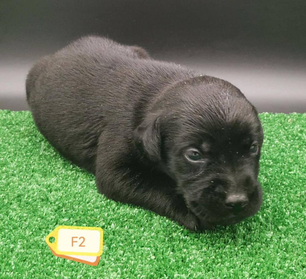 Des Adrilines d'Opale - Chiots disponibles - Labrador Retriever