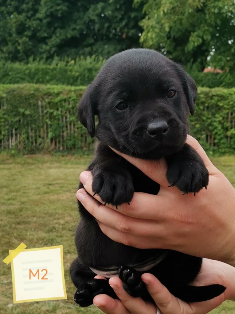 Des Adrilines d'Opale - Chiots disponibles - Labrador Retriever