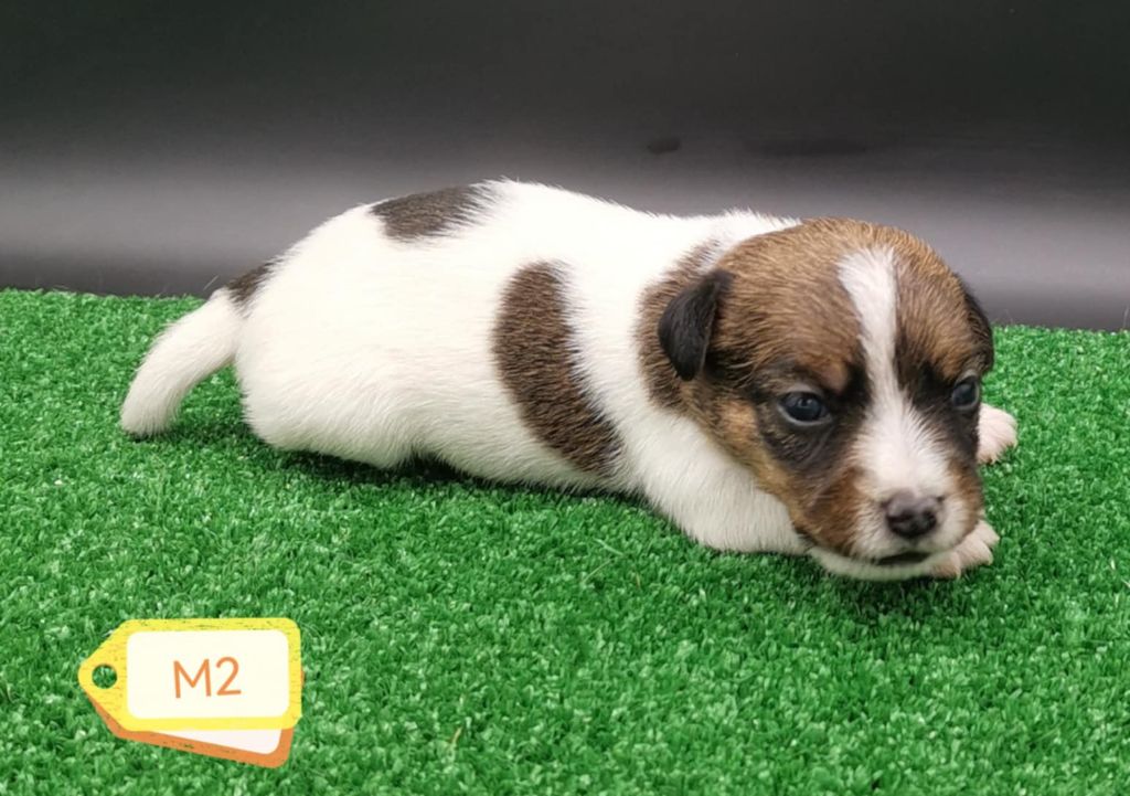 Des Adrilines d'Opale - Chiots disponibles - Jack Russell Terrier