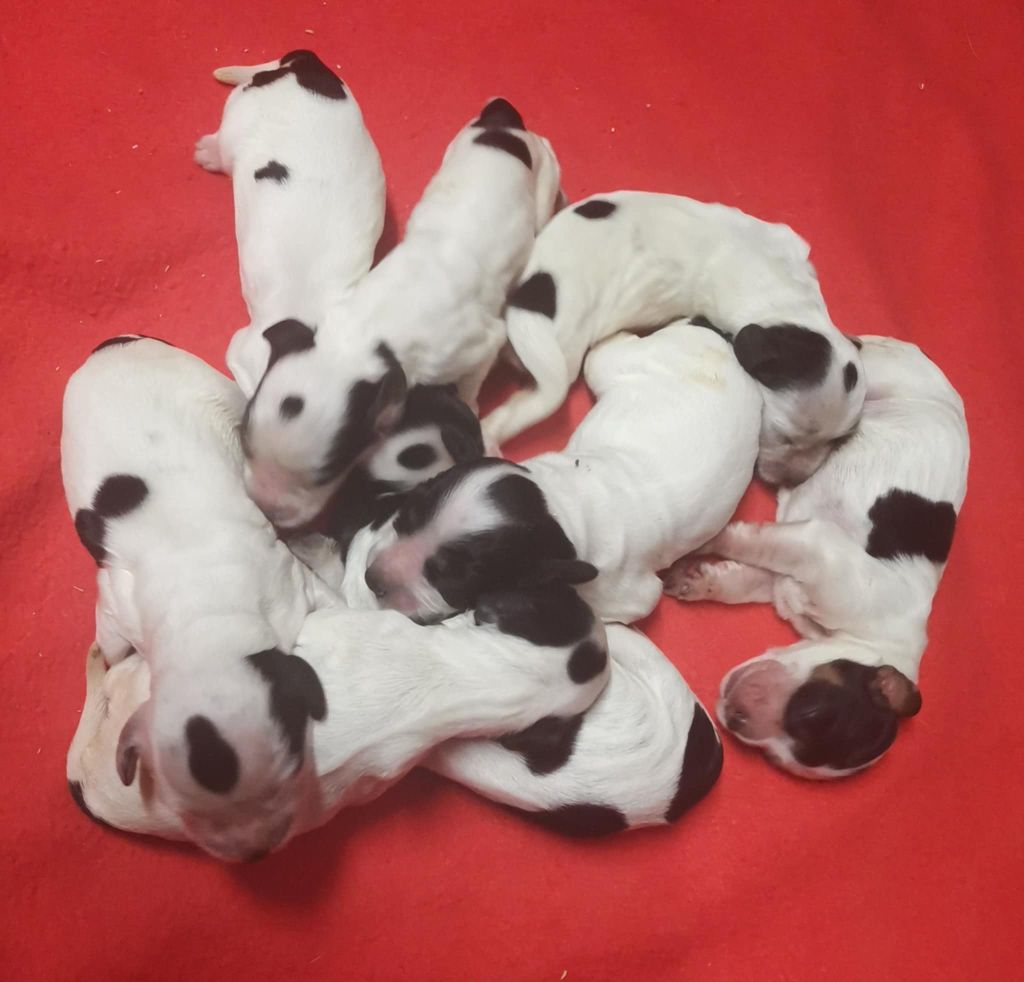 Des Adrilines d'Opale - Chiots disponibles - Cocker Spaniel Anglais