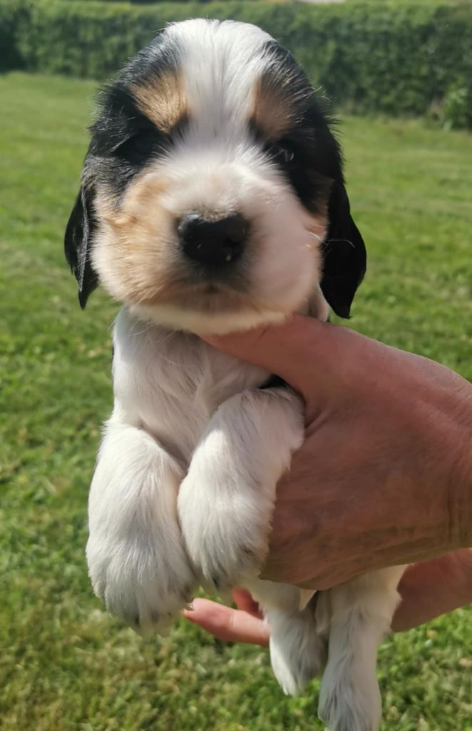 Des Adrilines d'Opale - Chiots disponibles - Cocker Spaniel Anglais