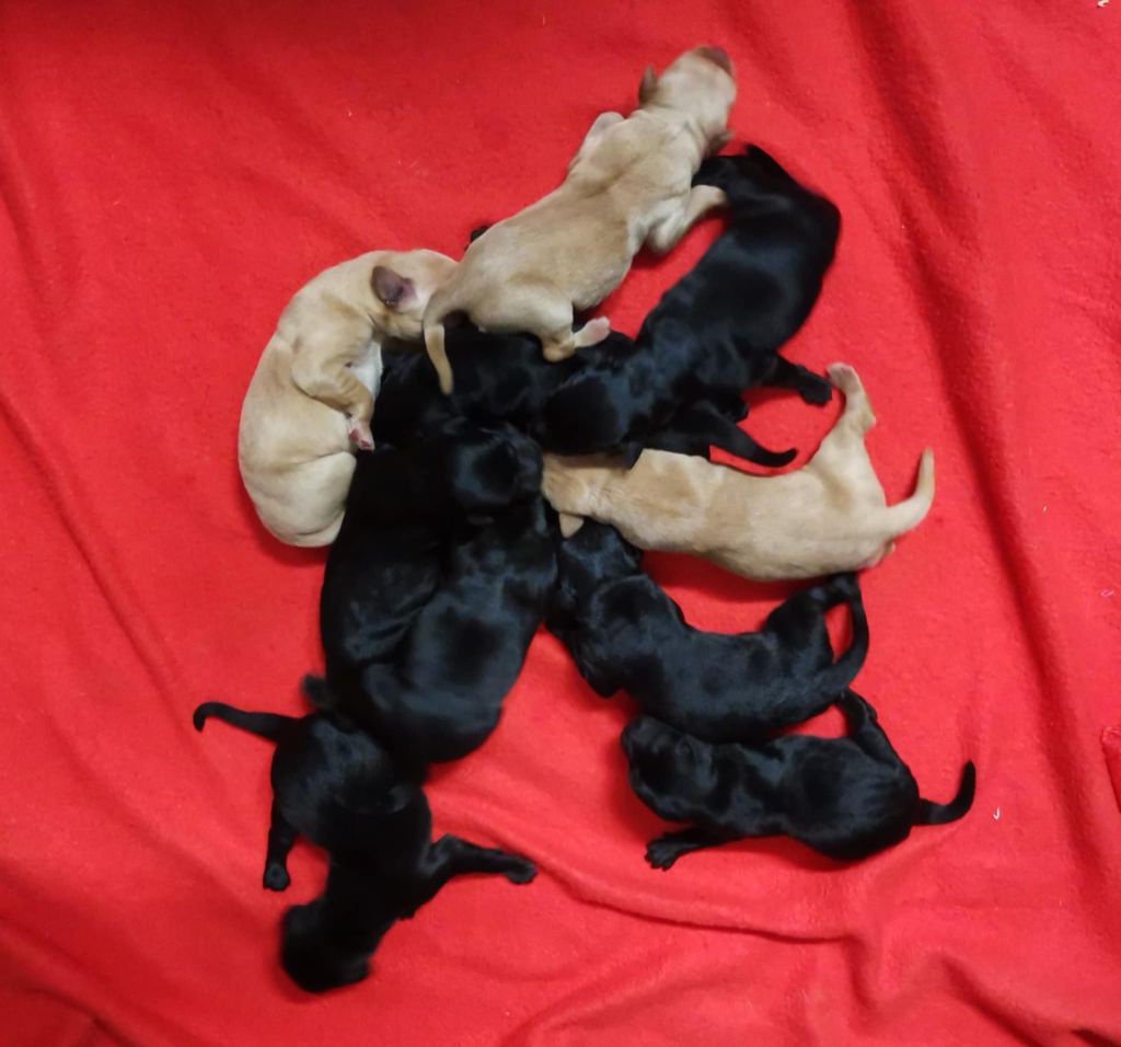 Des Adrilines d'Opale - Chiots disponibles - Labrador Retriever