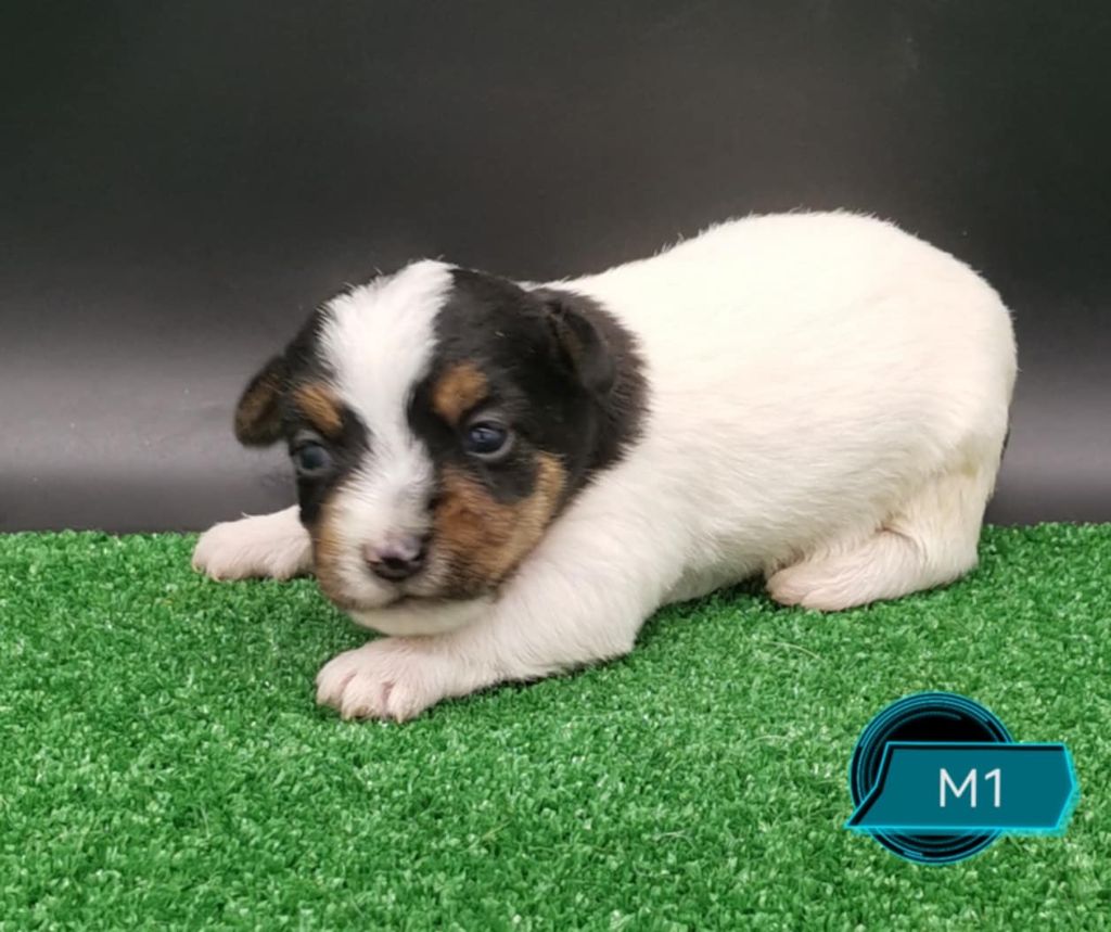 Des Adrilines d'Opale - Chiots disponibles - Jack Russell Terrier