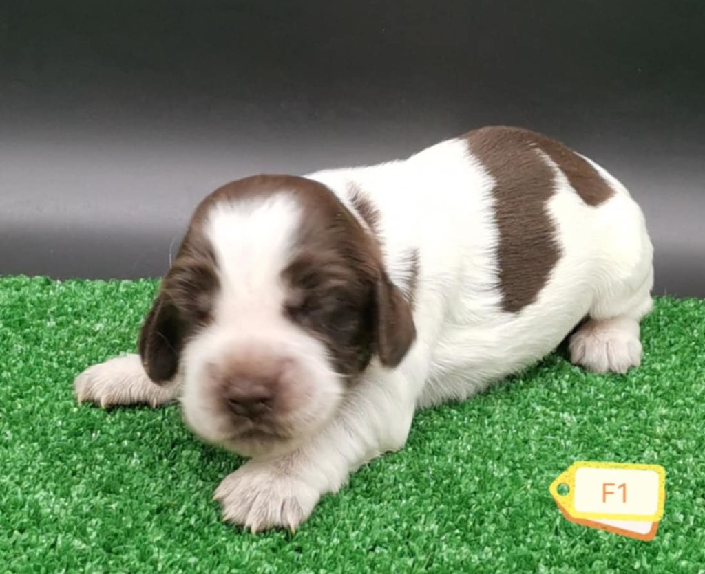 Des Adrilines d'Opale - Chiots disponibles - Cocker Spaniel Anglais