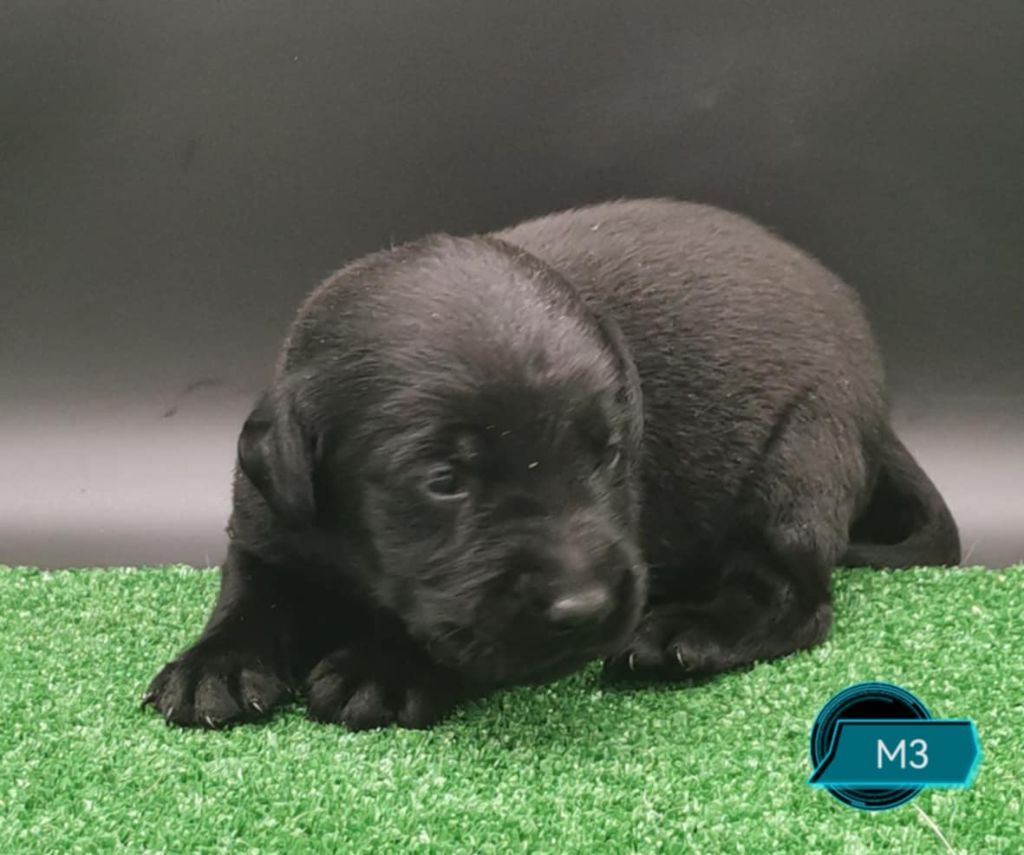 Des Adrilines d'Opale - Chiots disponibles - Labrador Retriever