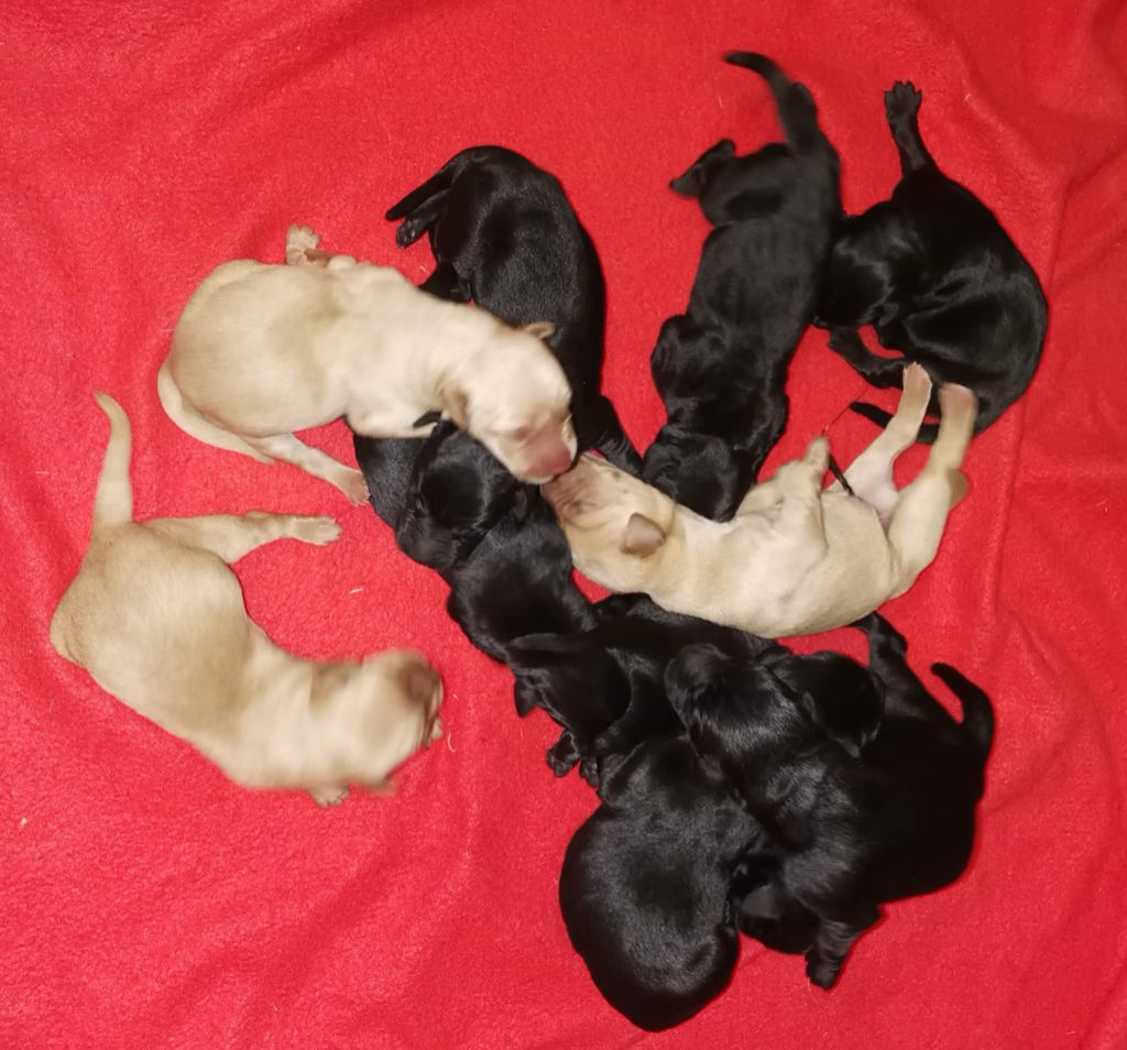Des Adrilines d'Opale - Chiots disponibles - Labrador Retriever