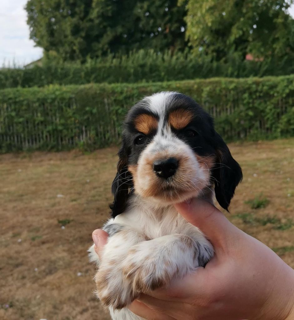 Des Adrilines d'Opale - Cocker Spaniel Anglais - Portée née le 16/07/2025