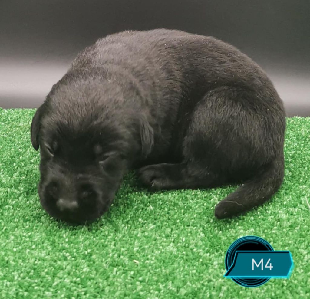 Des Adrilines d'Opale - Chiots disponibles - Labrador Retriever