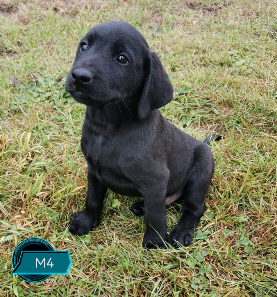 Des Adrilines d'Opale - Chiots disponibles - Labrador Retriever