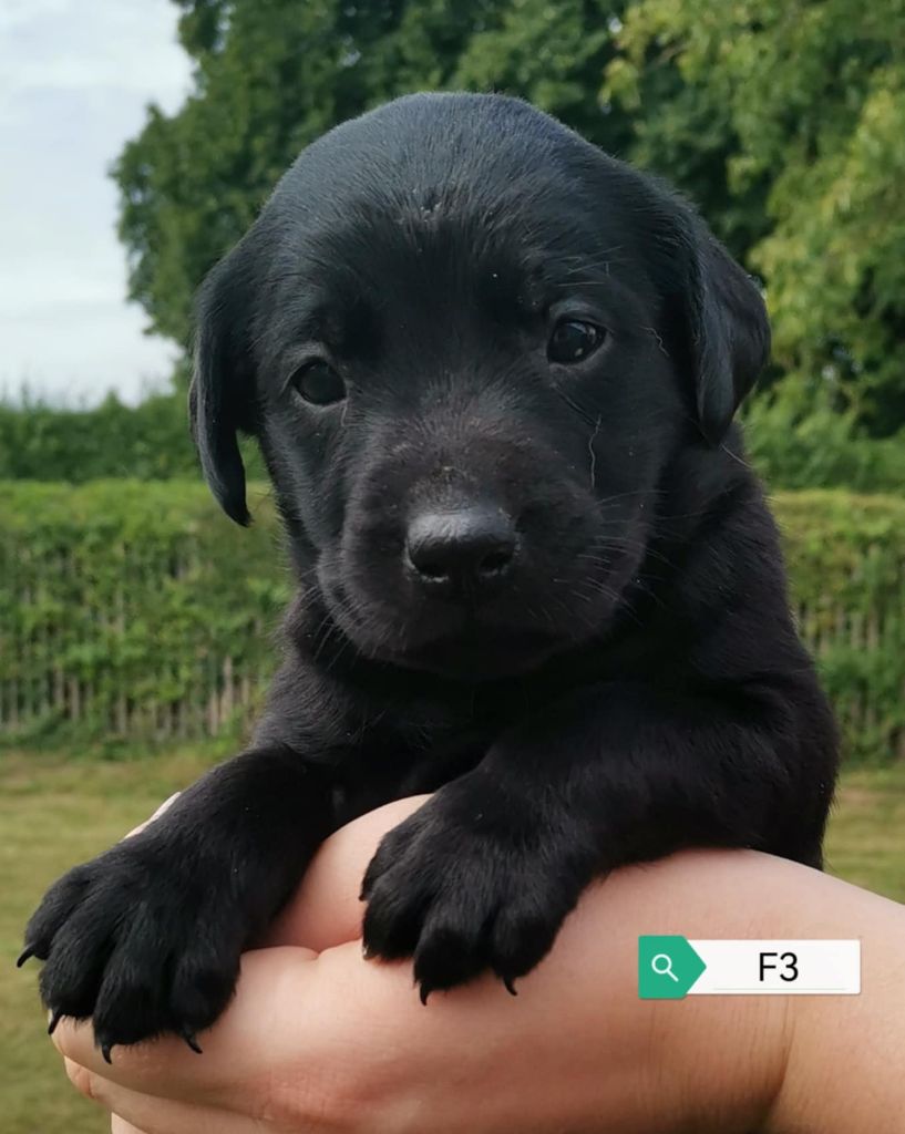 Des Adrilines d'Opale - Chiots disponibles - Labrador Retriever