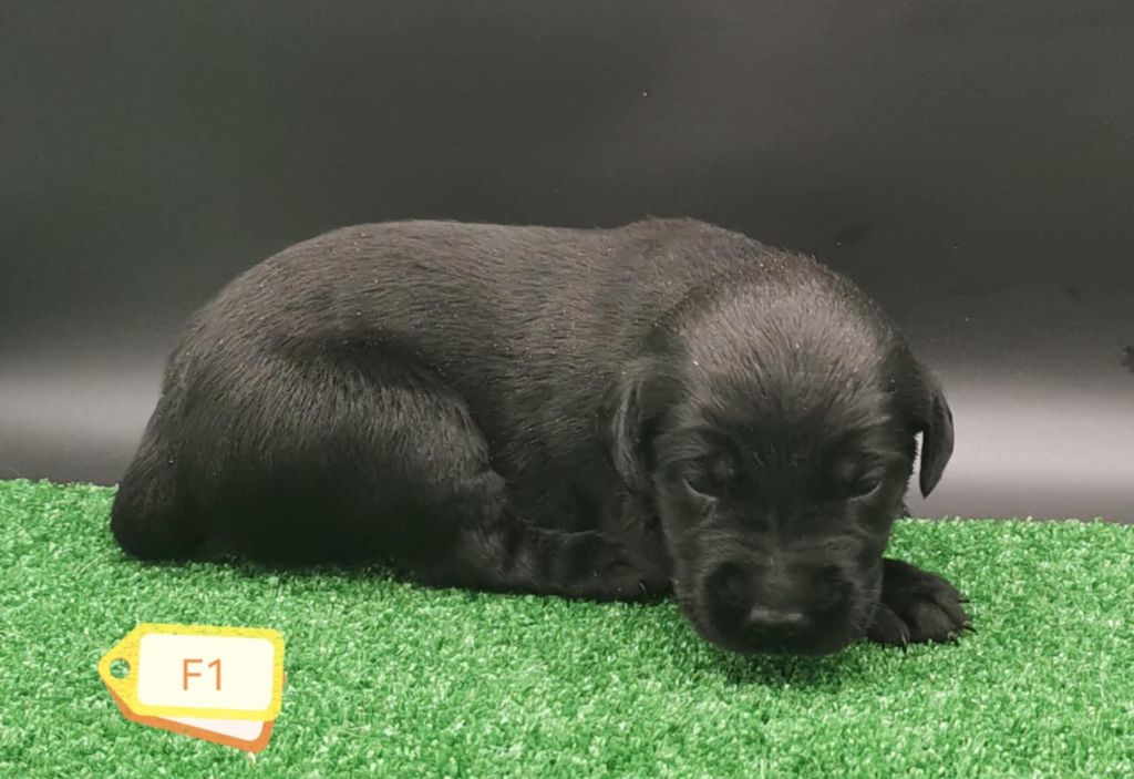 Des Adrilines d'Opale - Chiots disponibles - Labrador Retriever
