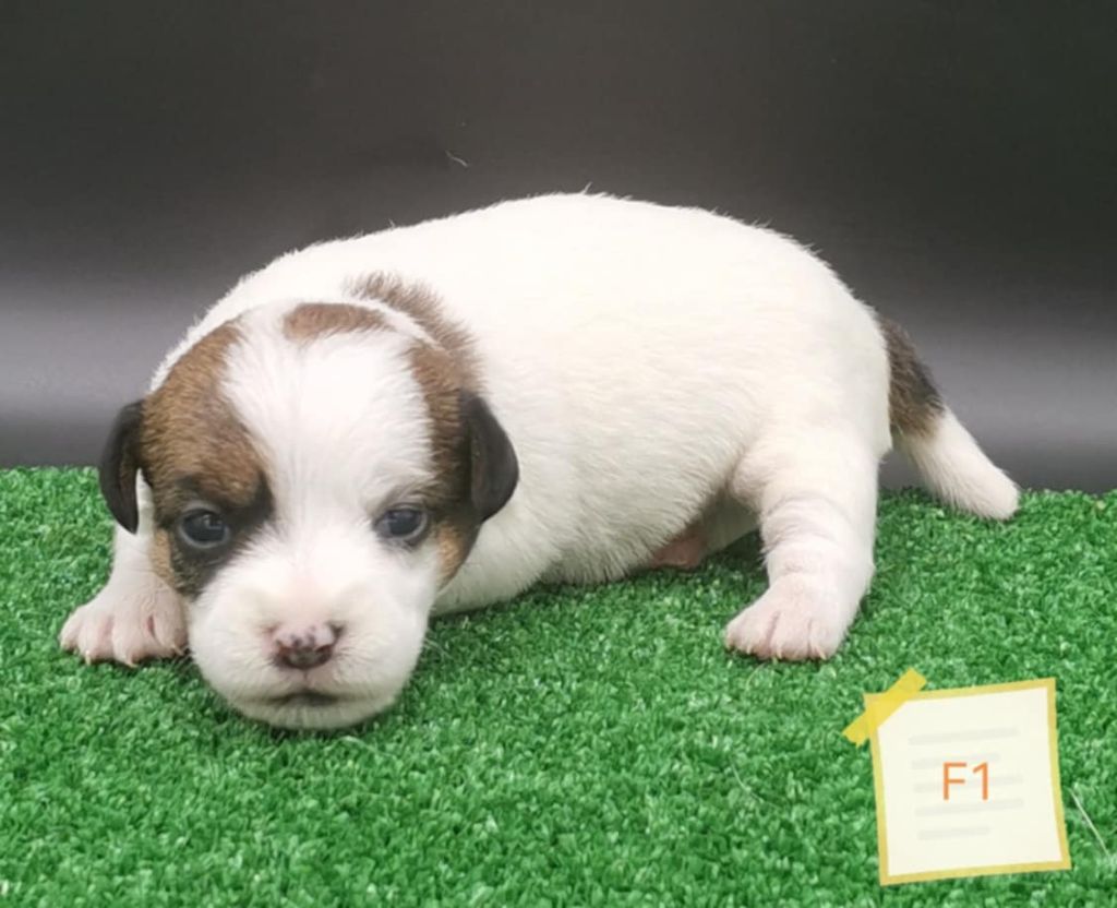 Des Adrilines d'Opale - Chiots disponibles - Jack Russell Terrier