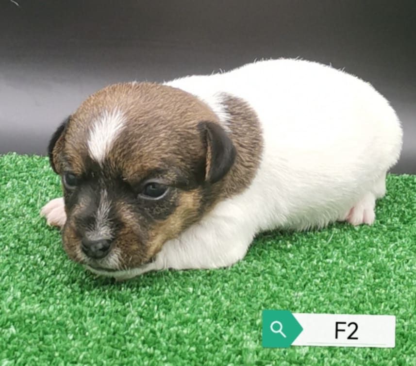 Des Adrilines d'Opale - Chiots disponibles - Jack Russell Terrier