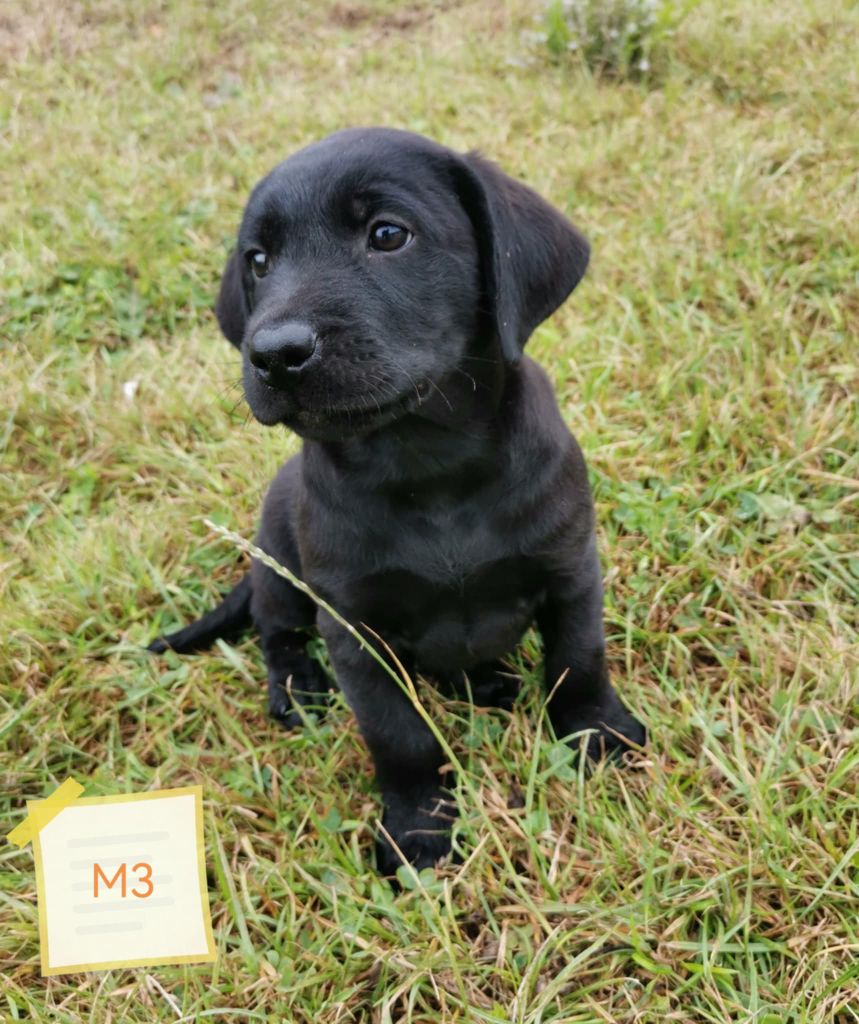 Des Adrilines d'Opale - Chiots disponibles - Labrador Retriever