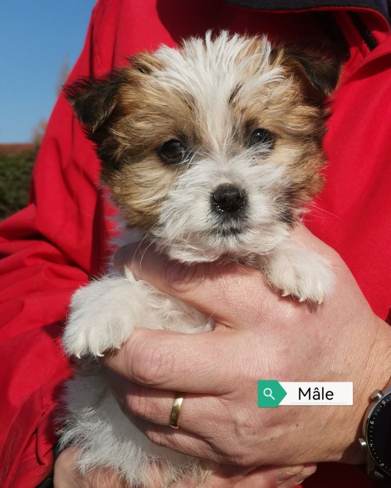 Des Adrilines d'Opale - Chiots disponibles - Jack Russell Terrier