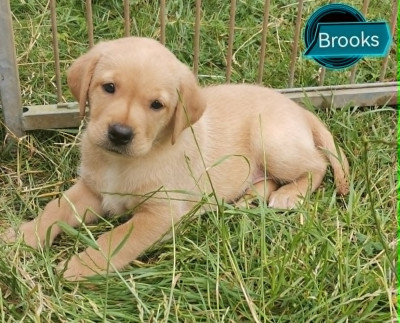 Brooks Des Adrilines Des d'Opale
