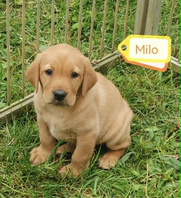 B' Milo Des Adrilines Des d'Opale