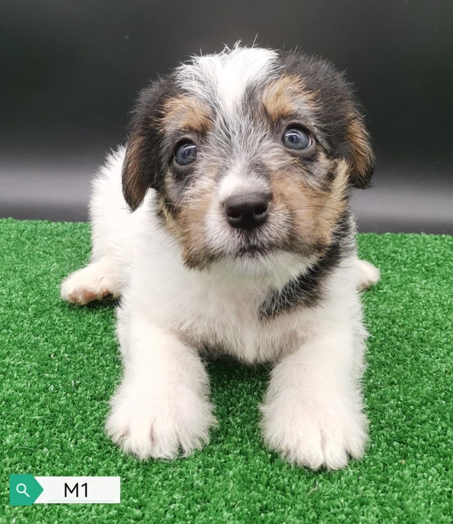 Des Adrilines d'Opale - Chiots disponibles - Jack Russell Terrier