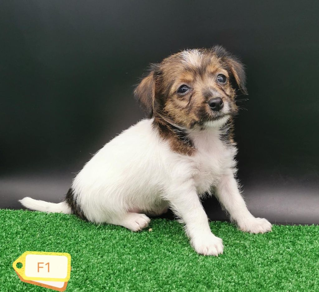 Des Adrilines d'Opale - Chiots disponibles - Jack Russell Terrier