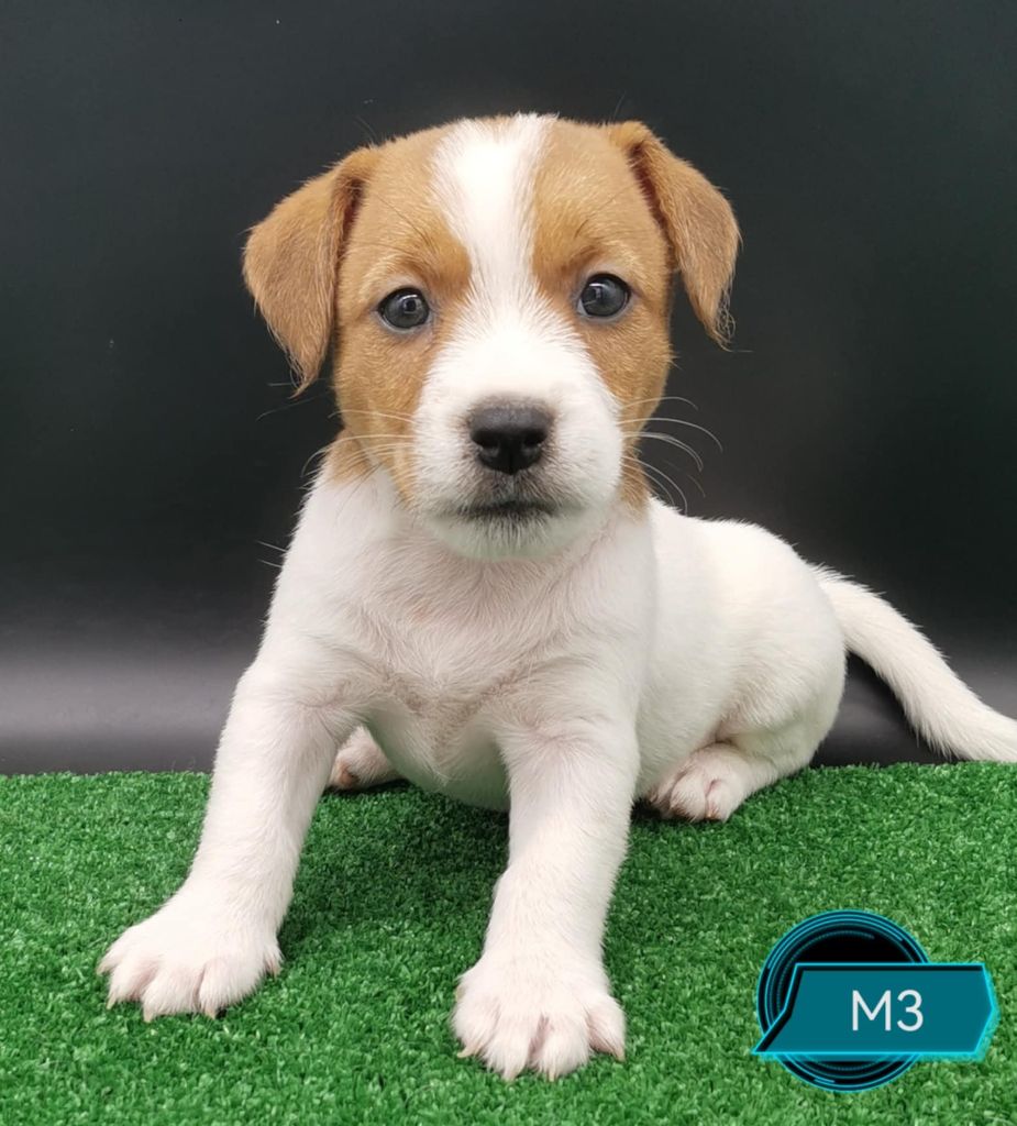 Des Adrilines d'Opale - Chiots disponibles - Jack Russell Terrier