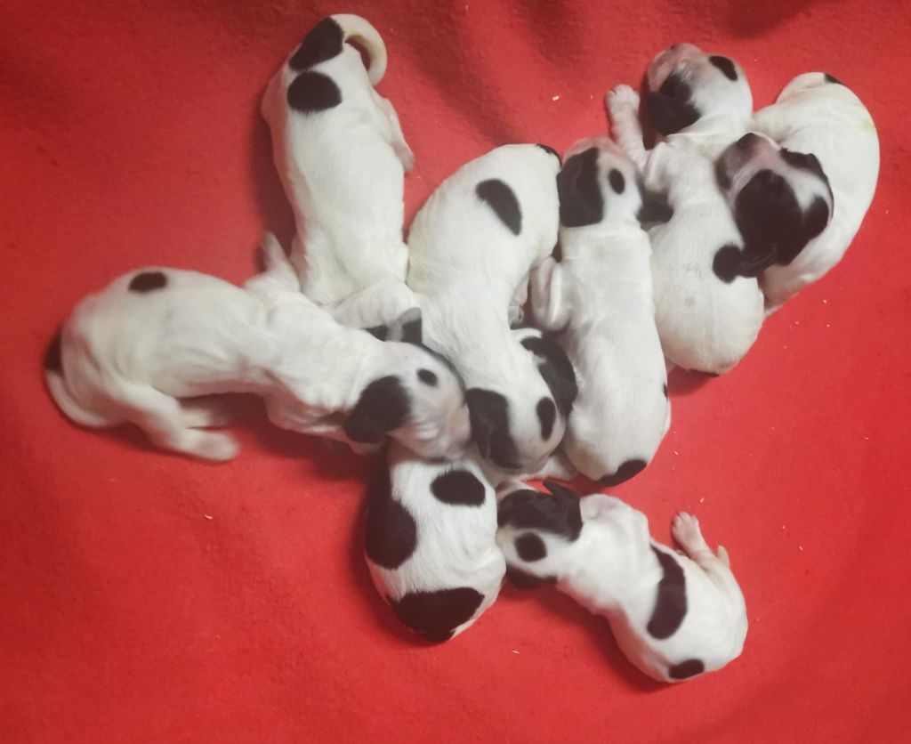 Des Adrilines d'Opale - Chiots disponibles - Cocker Spaniel Anglais