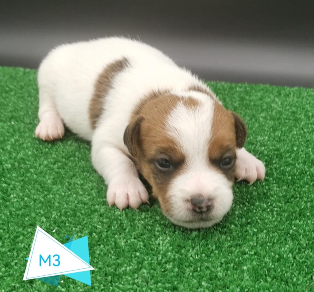 Des Adrilines d'Opale - Chiots disponibles - Jack Russell Terrier