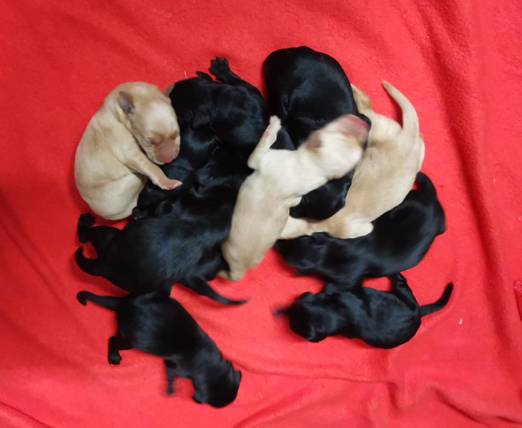 Des Adrilines d'Opale - Chiots disponibles - Labrador Retriever