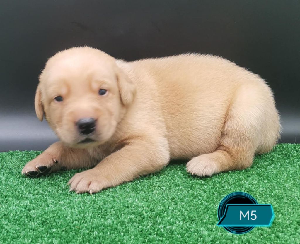 Des Adrilines d'Opale - Chiots disponibles - Labrador Retriever
