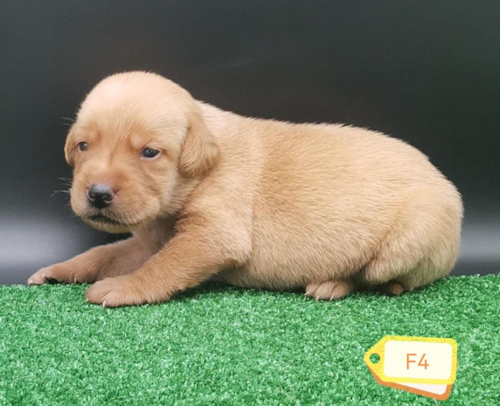 Des Adrilines d'Opale - Chiots disponibles - Labrador Retriever