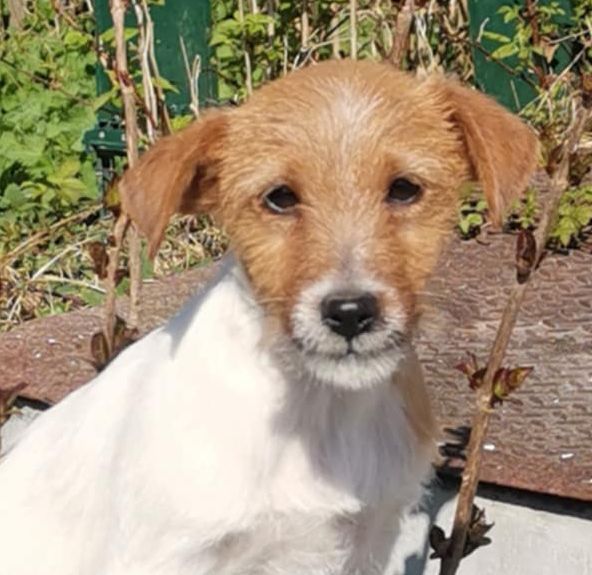 Chiot Jack Russell Terrier Des Adrilines d'Opale