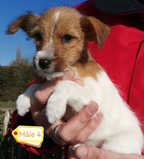 Chiot Jack Russell Terrier Des Adrilines d'Opale