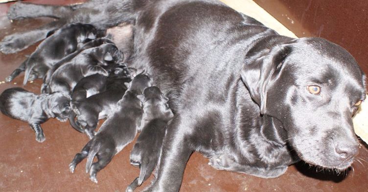 Chiot Labrador Retriever Des Adrilines d'Opale