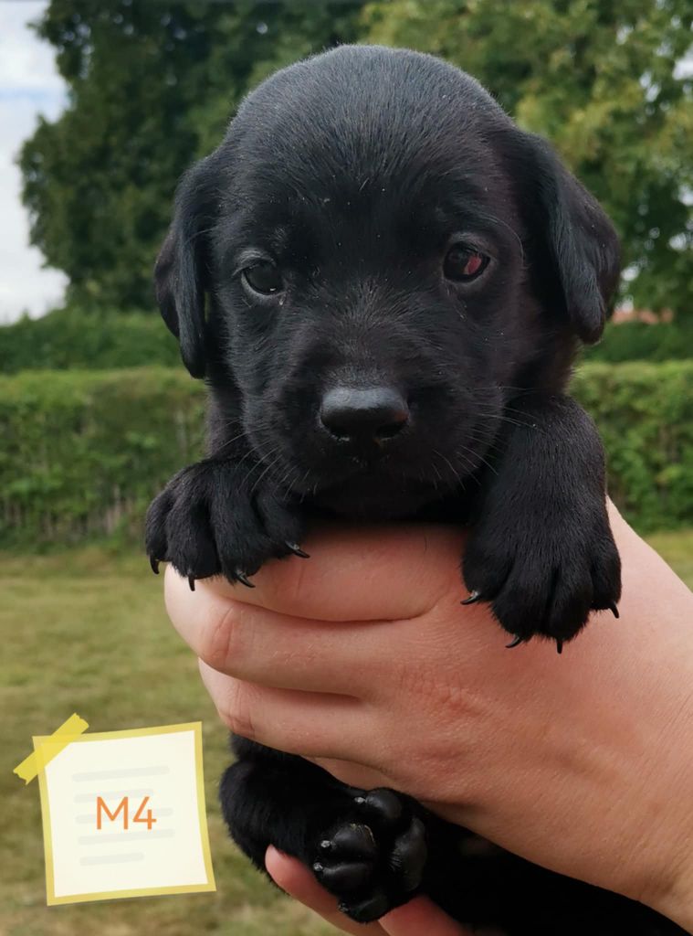 Des Adrilines d'Opale - Chiots disponibles - Labrador Retriever