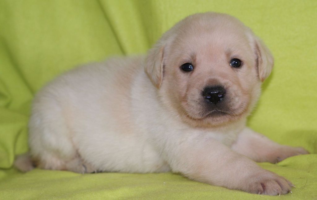 Chiot Labrador Retriever Des Adrilines d'Opale