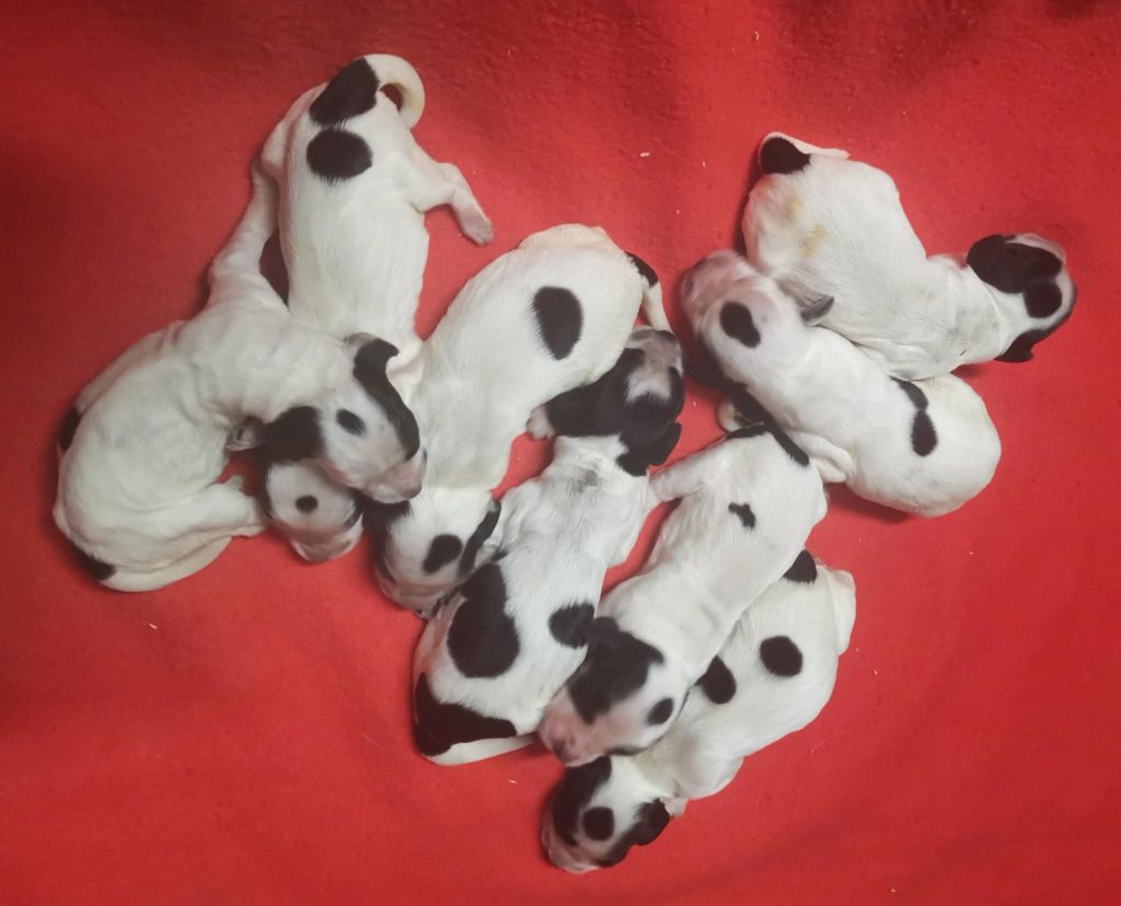 Des Adrilines d'Opale - Chiots disponibles - Cocker Spaniel Anglais