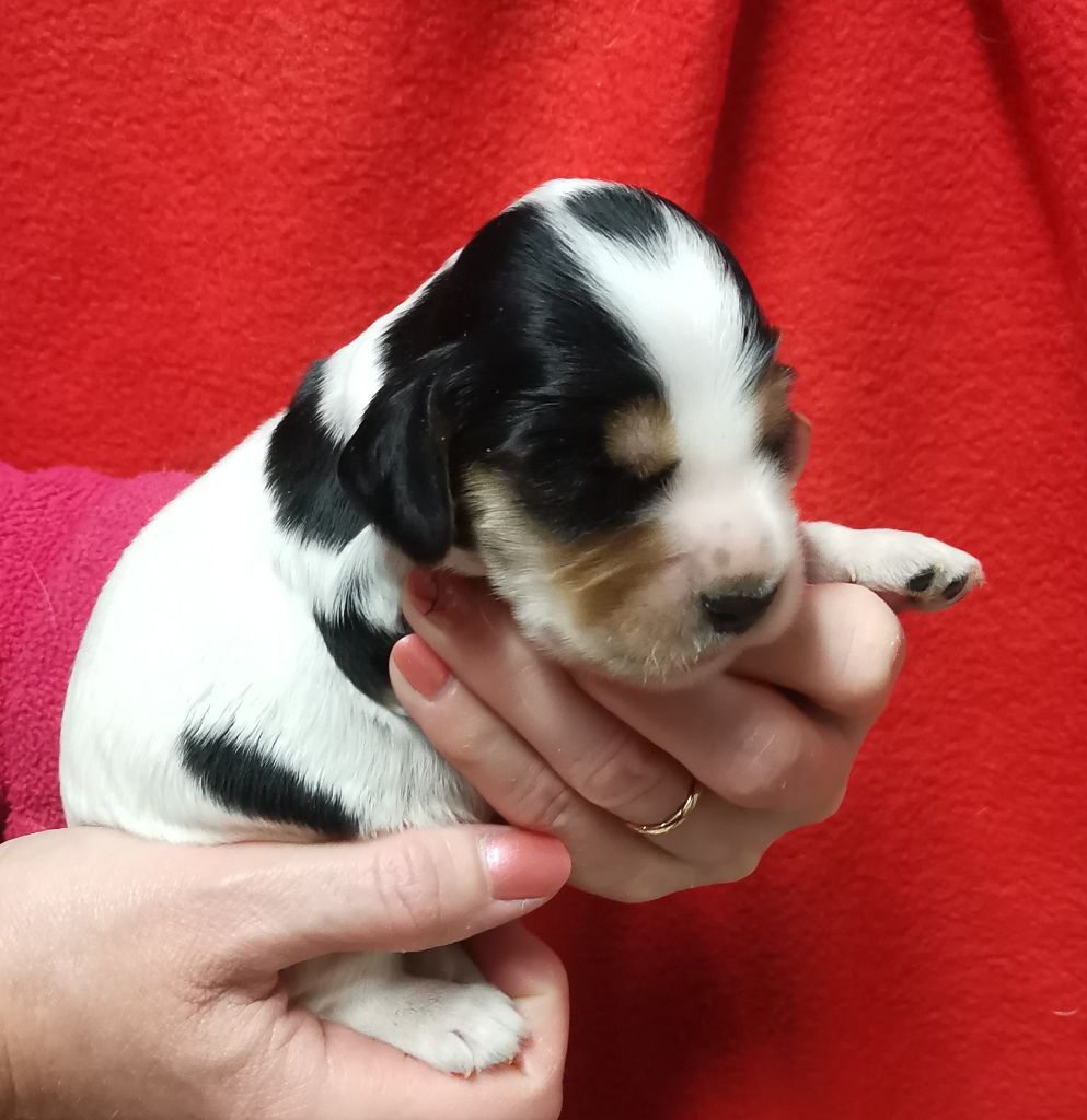 Chiot Cocker Spaniel Anglais Des Adrilines d'Opale