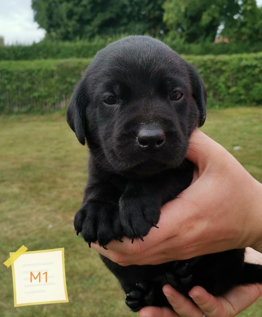 Des Adrilines d'Opale - Chiots disponibles - Labrador Retriever