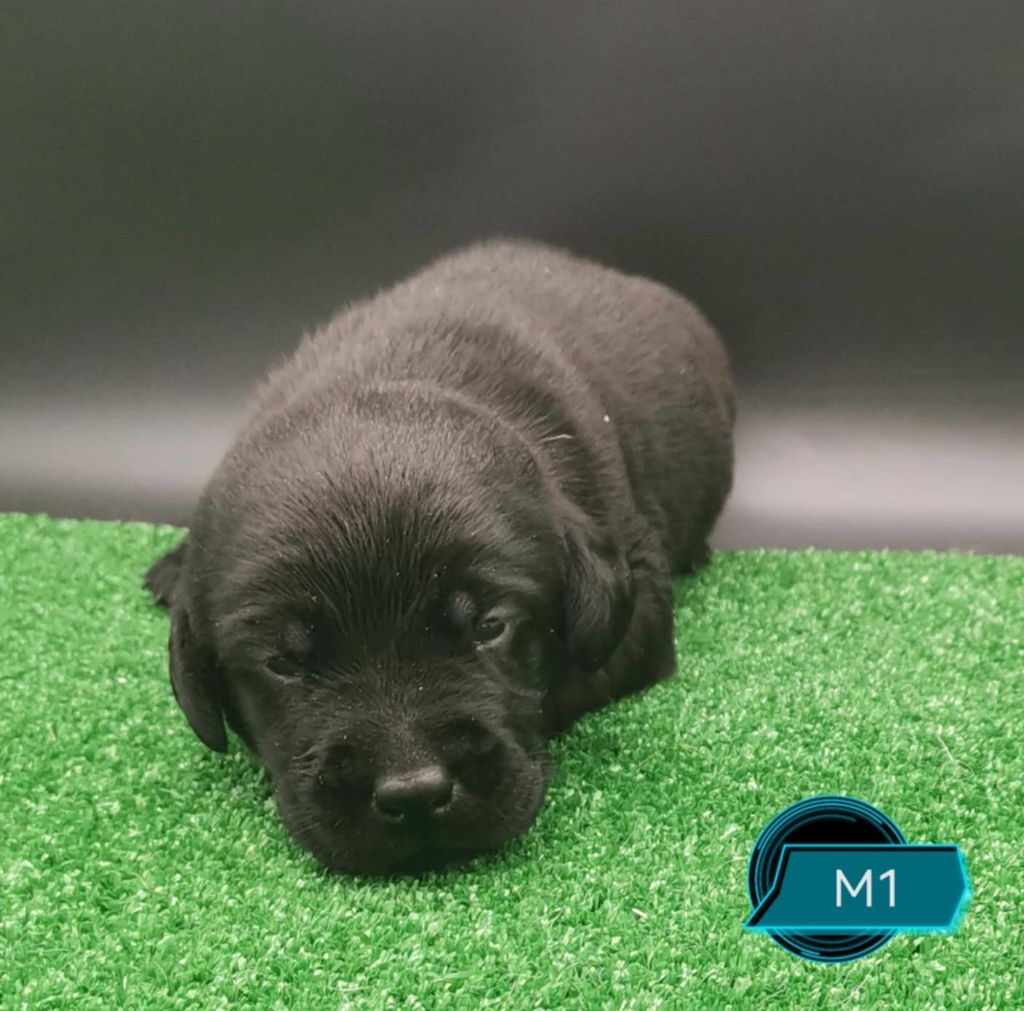 Des Adrilines d'Opale - Chiots disponibles - Labrador Retriever